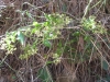 Rubia peregrina L.