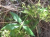 Rubia peregrina L.