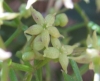 Rubia peregrina L.