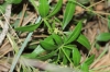 Rubia peregrina L.
