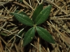Rubia peregrina L.