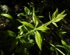 Rubia peregrina L.