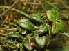 Rubia peregrina L.
