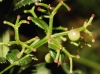 Rubia peregrina L.