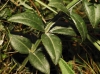 Rubia peregrina L.