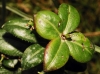 Rubia peregrina L.