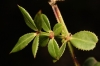 Rubia peregrina L.