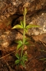 Rubia peregrina L.