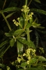 Rubia peregrina L.