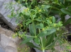 Rubia tinctorum L. Rubia tinctorum L.