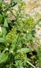 Rubia tinctorum L. Rubia tinctorum L.