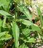 Rubia tinctorum L. Rubia tinctorum L.
