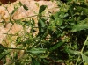 Rubia tinctorum L. Rubia tinctorum L.