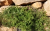 Rubia tinctorum L. Rubia tinctorum L.