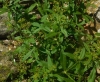Rubia tinctorum L. Rubia tinctorum L.