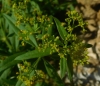 Rubia tinctorum L. Rubia tinctorum L.
