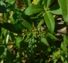 Rubia tinctorum L. Rubia tinctorum L.