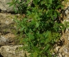 Rubia tinctorum L. Rubia tinctorum L.