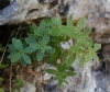 Rubia peregrina L.