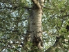 Populus alba L.