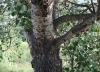 Populus alba L.