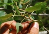 Populus nigra 2 de 3