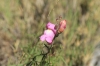 Antirrhinum litigiosum 1d2