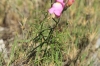 Antirrhinum litigiosum 2d2