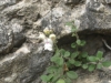 Antirrhinum pertegasii Pau ex Rothm.