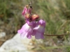 Antirrhinum litigiosum (a confirmar)