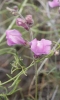 Antirrhinum litigiosum (a confirmar)