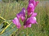 Antirrhinum litigiosum (a confirmar)