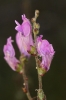 Antirrhinum litigiosum