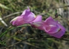 Antirrhinum litigiosum 1/2 (a confirmar)