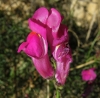 Antirrhinum litigiosum 1/2 (a confirmar)