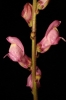 Antirrhinum litigiosum 1/3