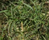 Antirrhinum litigiosum 2/2 (a confirmar)