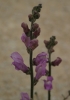 Antirrhinum litigiosum