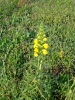 Bartsia trixago L.