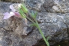 Chaenorhinum crassifolium (Cav.) Kostel.