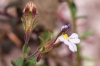 Chaenorhinum crassifolium (Cav.) Kostel.