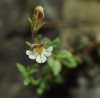 Chaenorhinum crassifolium 1d2