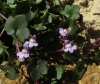 Cymbalaria muralis G. Gaertn., B. Mey. & Scherb. subsp. muralis