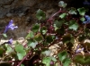 Cymbalaria muralis G. Gaertn., B. Mey. & Scherb. subsp. muralis