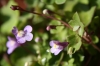 Cymbalaria muralis G. Gaertn., B. Mey. & Scherb. subsp. muralis