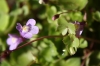 Cymbalaria muralis G. Gaertn., B. Mey. & Scherb. subsp. muralis