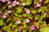 Cymbalaria muralis G. Gaertn., B. Mey. & Scherb. subsp. muralis