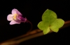 Cymbalaria muralis G. Gaertn., B. Mey. & Scherb. subsp. muralis