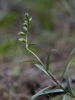 Digitalis obscura ?