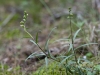 Digitalis obscura ?